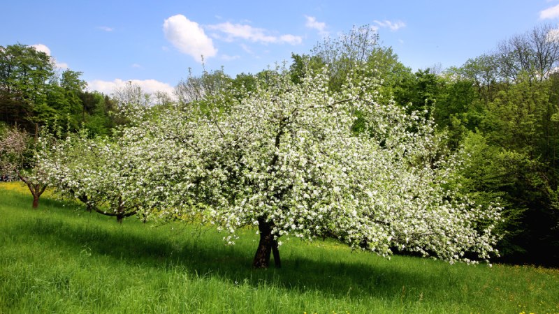 Ein blühender Obstbaum auf einer grünen Wiese unter blauem Himmel. Im Hintergrund sind weitere Bäume und ein Wald zu sehen., © Stadt Schorndorf