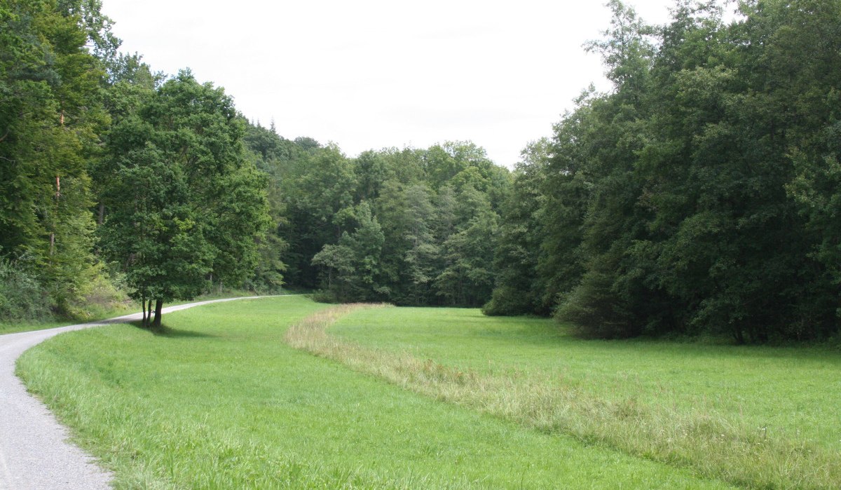 Ein schmaler Weg schlängelt sich durch eine grüne Wiese, gesäumt von dichten Bäumen auf beiden Seiten., © Natur.Nah. Schönbuch & Heckengäu Ein schmaler Weg schlängelt sich durch eine grüne Wiese, gesäumt von dichten Bäumen auf beiden Seiten., © Natur.Nah. Schönbuch & Heckengäu