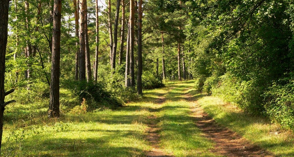 Waldweg am Venusberg, © Natur.Nah. Schönbuch & Heckengäu Waldweg am Venusberg, © Natur.Nah. Schönbuch & Heckengäu