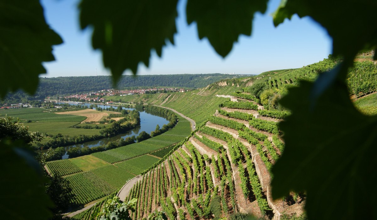Terrassierte Weinberge an der Neckarschleife bei Mundelsheim, umgeben von grüner Landschaft und einem Fluss, im Hintergrund ein Dorf., © Land der 1000 Hügel - Kraichgau-Stromberg