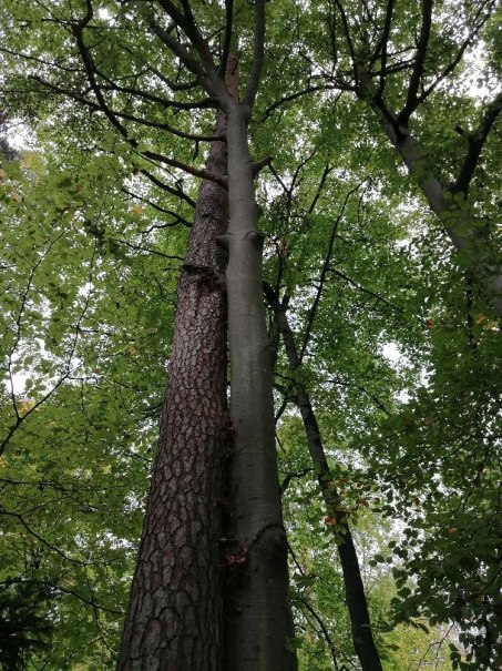 Zwei Bäume stehen eng beieinander im Wald, ihre Stämme berühren sich. Über ihnen breitet sich ein dichtes Blätterdach aus., © © Margit Sigle-Rannenberg