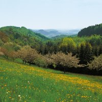 Blühende Wiese mit gelben Blumen und blühenden Bäumen, umgeben von grünen Hügeln und Wäldern., © Tourismusgemeinschaft Marbach-Bottwartal Blühende Wiese mit gelben Blumen und blühenden Bäumen, umgeben von grünen Hügeln und Wäldern., © Tourismusgemeinschaft Marbach-Bottwartal