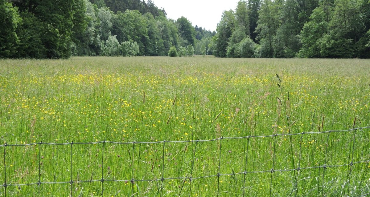 Blühende Wiese hinter einem Drahtzaun, umgeben von dichten Wäldern. Gelbe Blumen sprenkeln das grüne Gras, während Bäume den Horizont säumen., © Natur.Nah. Schönbuch & Heckengäu Blühende Wiese hinter einem Drahtzaun, umgeben von dichten Wäldern. Gelbe Blumen sprenkeln das grüne Gras, während Bäume den Horizont säumen., © Natur.Nah. Schönbuch & Heckengäu