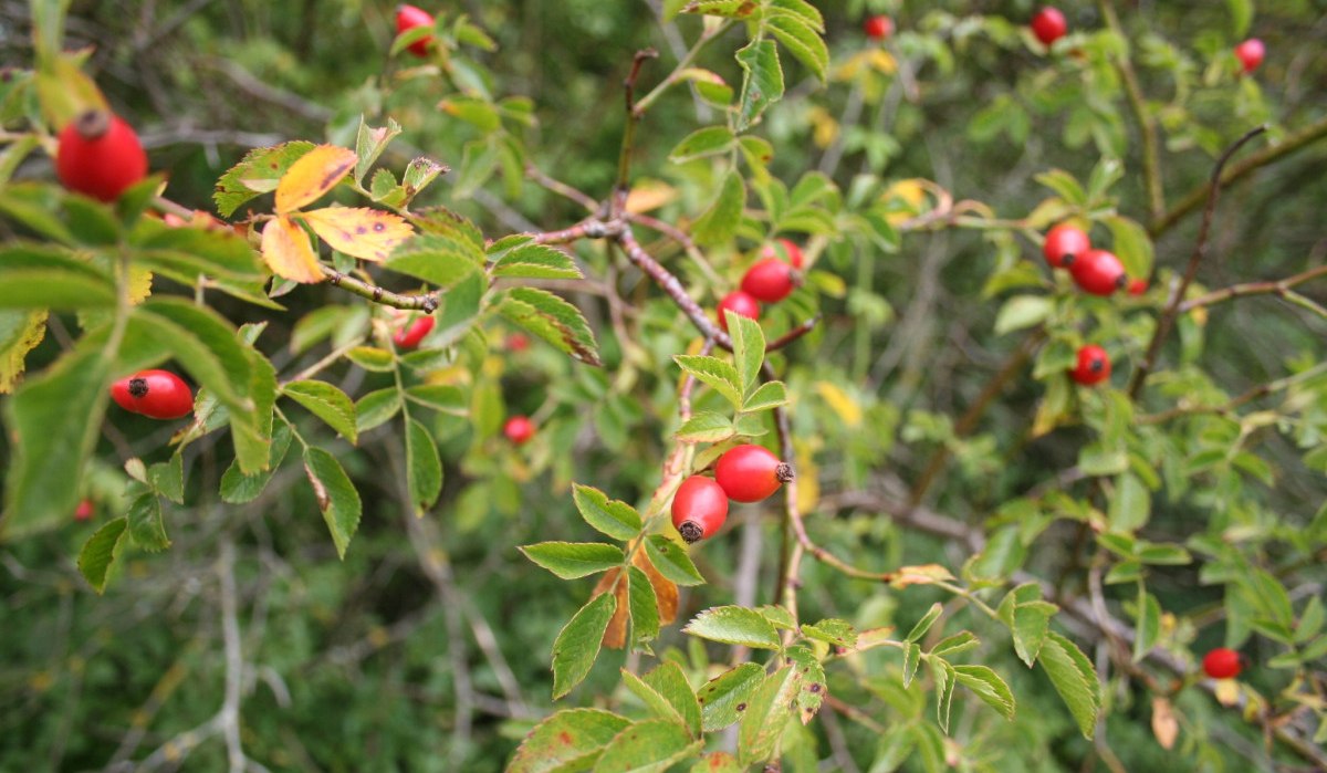 Hagebutten an einem Strauch mit grünen Blättern, aufgenommen am Kult.Tour.Radweg. Die roten Früchte heben sich von den grünen Blättern ab., © Märzke