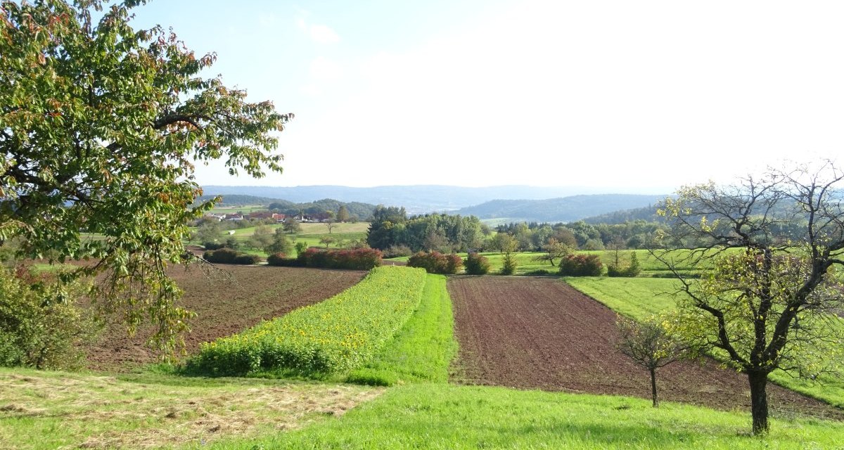 Grüne Felder und Bäume unter blauem Himmel, mit Hügeln im Hintergrund. Ein Baum links im Vordergrund., © Stadt Schorndorf Grüne Felder und Bäume unter blauem Himmel, mit Hügeln im Hintergrund. Ein Baum links im Vordergrund., © Stadt Schorndorf