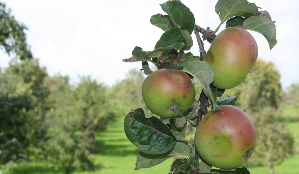 Drei reife Äpfel hängen an einem Ast, umgeben von grünen Blättern. Im Hintergrund ist ein Obstgarten mit Bäumen zu sehen., © Natur.Nah. Schönbuch & Heckengäu Drei reife Äpfel hängen an einem Ast, umgeben von grünen Blättern. Im Hintergrund ist ein Obstgarten mit Bäumen zu sehen., © Natur.Nah. Schönbuch & Heckengäu