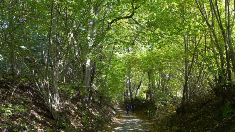 Zwei Personen spazieren auf einem von B&auml;umen ges&auml;umten Waldweg. Sonnenlicht f&auml;llt durch das dichte Bl&auml;tterdach.