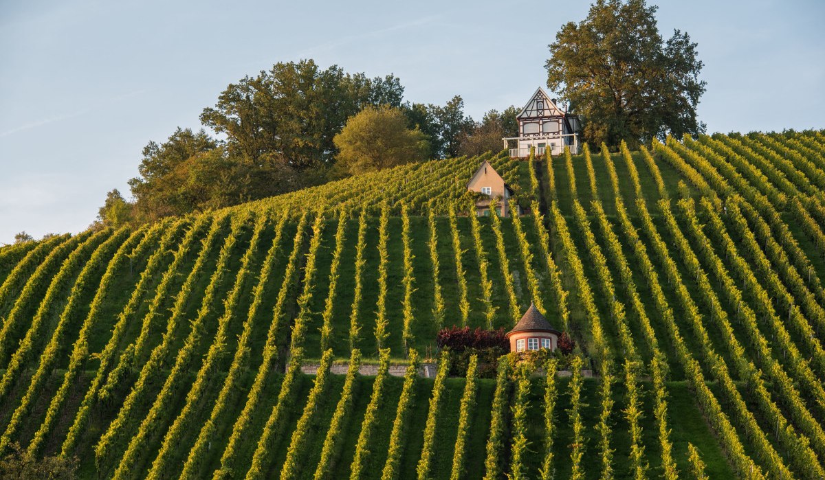 Ein malerischer Weinberg mit geordneten Rebenreihen, einem kleinen Haus und einem Fachwerkhaus auf einem H&uuml;gel, umgeben von B&auml;umen.