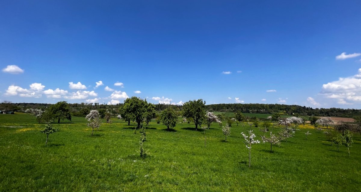 Weite grüne Wiese mit verstreuten Bäumen und blühenden Sträuchern unter einem klaren blauen Himmel mit wenigen Wolken., © Natur.Nah. Schönbuch & Heckengäu Weite grüne Wiese mit verstreuten Bäumen und blühenden Sträuchern unter einem klaren blauen Himmel mit wenigen Wolken., © Natur.Nah. Schönbuch & Heckengäu