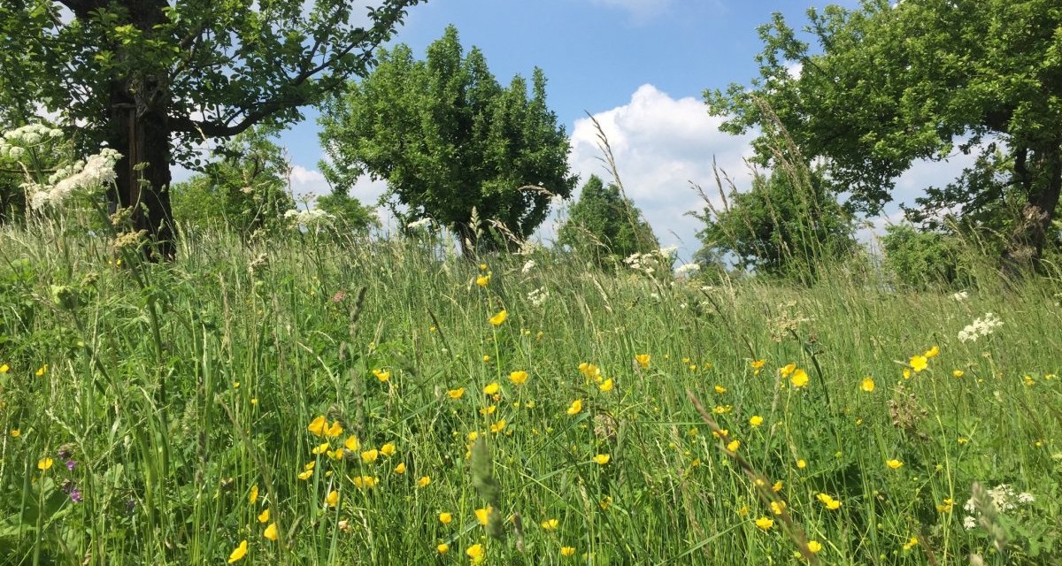 Blühende Streuobstwiese mit gelben Blumen und grünen Bäumen unter blauem Himmel., © www.pro-cycl.de Blühende Streuobstwiese mit gelben Blumen und grünen Bäumen unter blauem Himmel., © www.pro-cycl.de