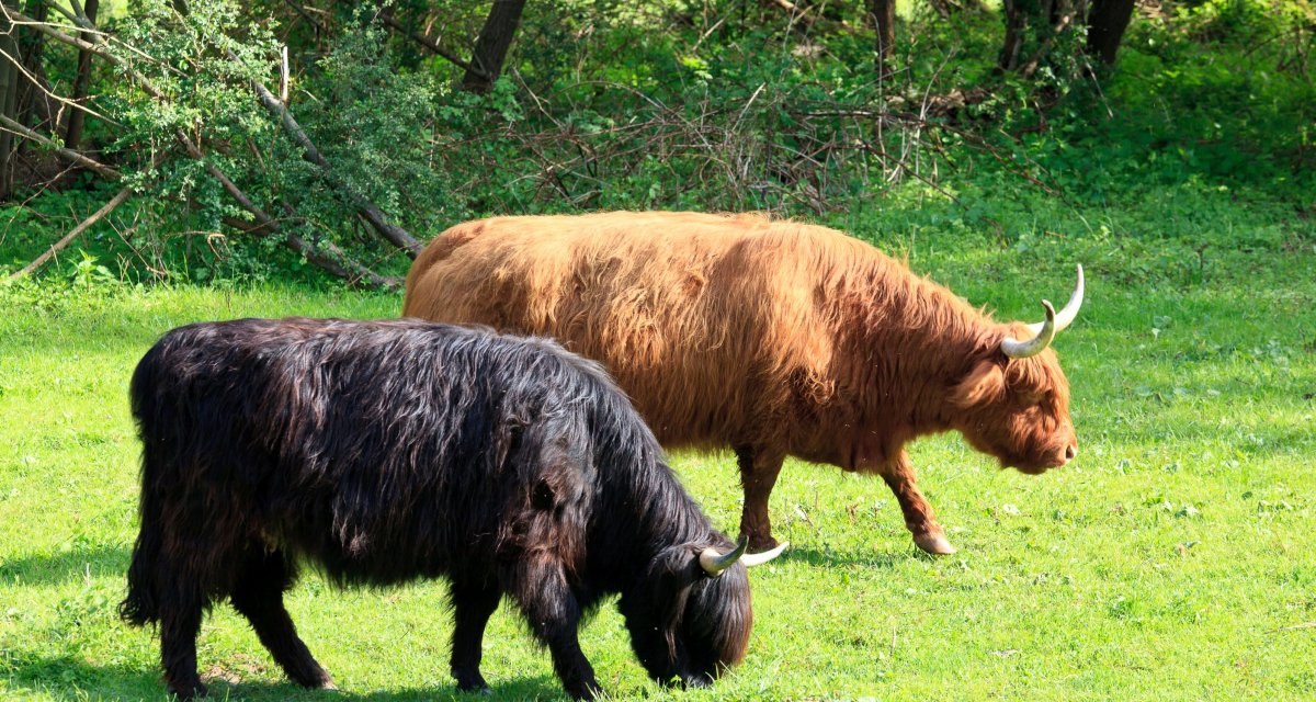 Zwei Hochlandrinder, eines schwarz und eines braun, grasen auf einer grünen Wiese vor Bäumen., © Remstal Tourismus e.V. Zwei Hochlandrinder, eines schwarz und eines braun, grasen auf einer grünen Wiese vor Bäumen., © Remstal Tourismus e.V.