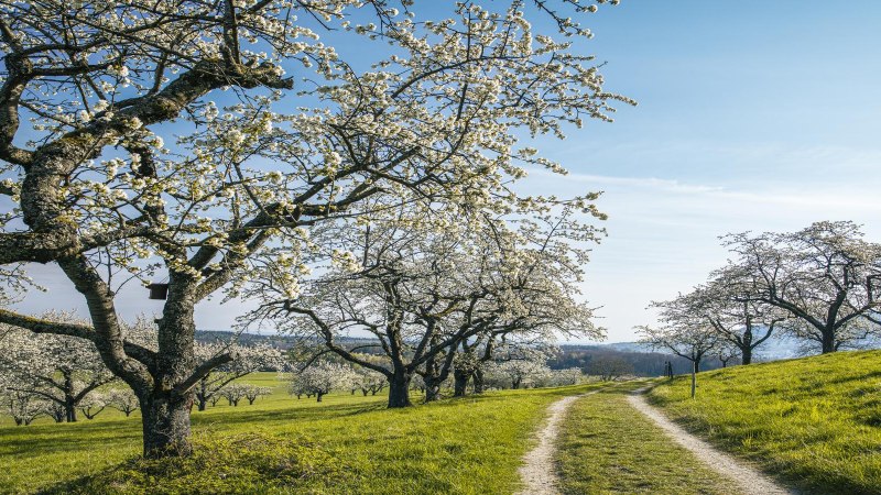 Blühende Obstbäume auf einer grünen Wiese, ein Pfad führt durch die Landschaft. Der Himmel ist klar und blau, die Bäume stehen in voller Blüte., © SMG, Sarah Schmid Blühende Obstbäume auf einer grünen Wiese, ein Pfad führt durch die Landschaft. Der Himmel ist klar und blau, die Bäume stehen in voller Blüte., © SMG, Sarah Schmid