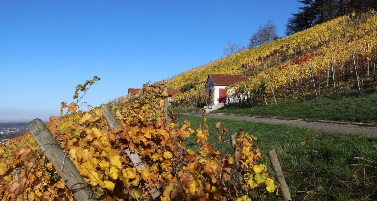 Ein Weinberg in herbstlichen Farben mit einem kleinen Gebäude, umgeben von gelben und roten Weinreben unter klarem, blauem Himmel. Ein Weinberg in herbstlichen Farben mit einem kleinen Gebäude, umgeben von gelben und roten Weinreben unter klarem, blauem Himmel.