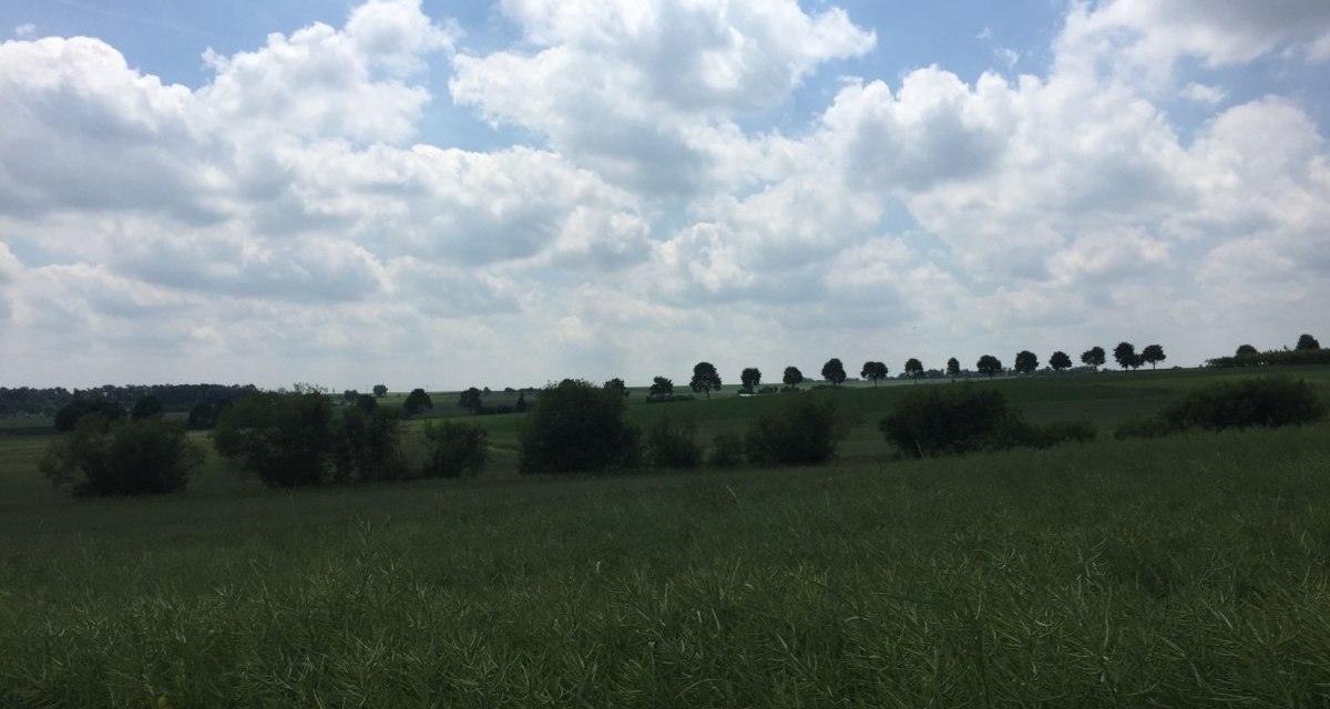 Eine Baumallee erstreckt sich &uuml;ber einen H&uuml;gel, umgeben von gr&uuml;nen Feldern und einem bew&ouml;lkten Himmel., &copy; www.pro-cycl.de