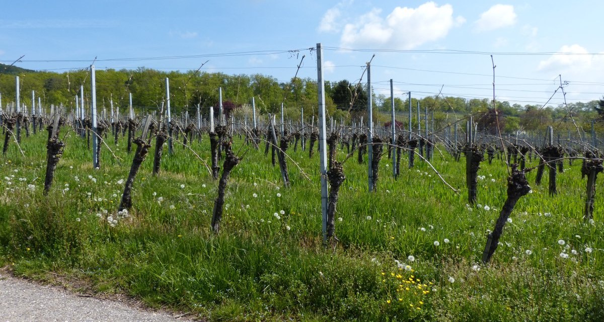 Weinreben in Horrheim im Frühling, umgeben von grünem Gras und Löwenzahn, unter einem blauen Himmel mit weißen Wolken., © Land der 1000 Hügel - Kraichgau-Stromberg Weinreben in Horrheim im Frühling, umgeben von grünem Gras und Löwenzahn, unter einem blauen Himmel mit weißen Wolken., © Land der 1000 Hügel - Kraichgau-Stromberg