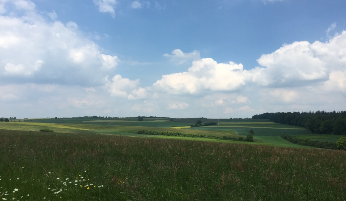Weite grüne Felder bei Gärtringen unter einem blauen Himmel mit weißen Wolken. Im Vordergrund blühende Wiesenblumen., © www.pro-cycl.de Weite grüne Felder bei Gärtringen unter einem blauen Himmel mit weißen Wolken. Im Vordergrund blühende Wiesenblumen., © www.pro-cycl.de