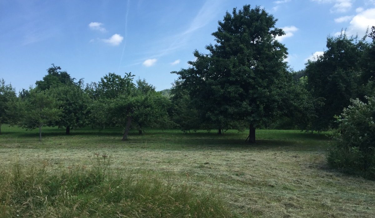 Eine grüne Wiese mit verstreuten Obstbäumen unter einem klaren blauen Himmel mit wenigen Wolken., © www.pro-cycl.de Eine grüne Wiese mit verstreuten Obstbäumen unter einem klaren blauen Himmel mit wenigen Wolken., © www.pro-cycl.de