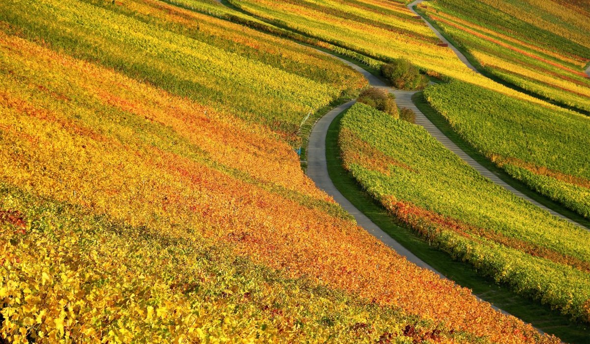 Weinberge im Herbst, &copy; Gemeinde Korb