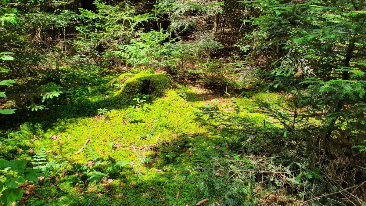 © Q-vadis - Naturpark - Schwäbischer Wald