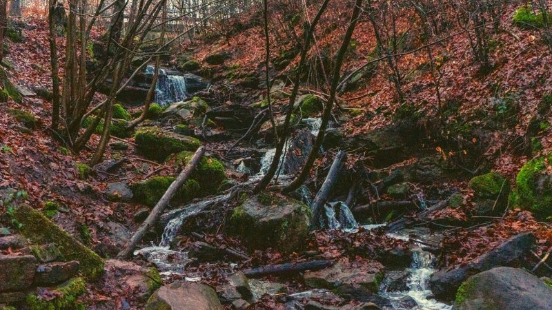 Ein kleiner Bach fließt durch einen herbstlichen Wald. Die Umgebung ist mit Laub bedeckt, und Moos wächst auf den Steinen., © SMG Ein kleiner Bach fließt durch einen herbstlichen Wald. Die Umgebung ist mit Laub bedeckt, und Moos wächst auf den Steinen., © SMG
