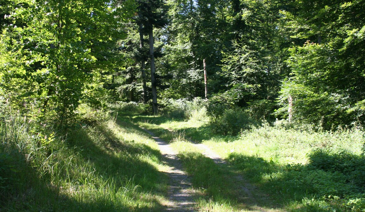 Ein schmaler Weg schlängelt sich durch einen grünen Wald, beleuchtet von Sonnenlicht. Hohe Bäume und dichtes Unterholz umgeben den Pfad., © Natur.Nah. Schönbuch & Heckengäu Ein schmaler Weg schlängelt sich durch einen grünen Wald, beleuchtet von Sonnenlicht. Hohe Bäume und dichtes Unterholz umgeben den Pfad., © Natur.Nah. Schönbuch & Heckengäu