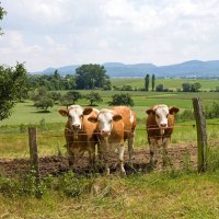 Drei Kühe stehen hinter einem Zaun auf einer grünen Wiese. Im Hintergrund sind Hügel und Bäume zu sehen, der Himmel ist leicht bewölkt., © Landkreis Göppingen