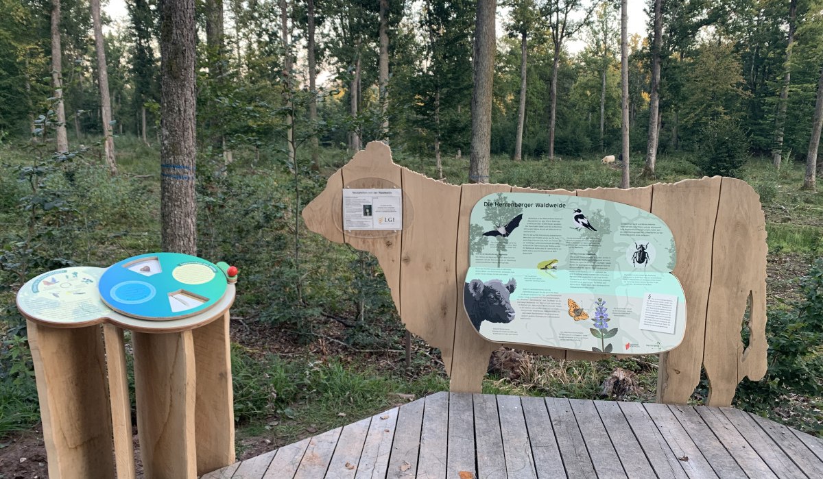 Holzskulptur einer Kuh mit Infotafel &uuml;ber die Herterberger Waldweide. Daneben ein interaktiver Infostand. Wald im Hintergrund.