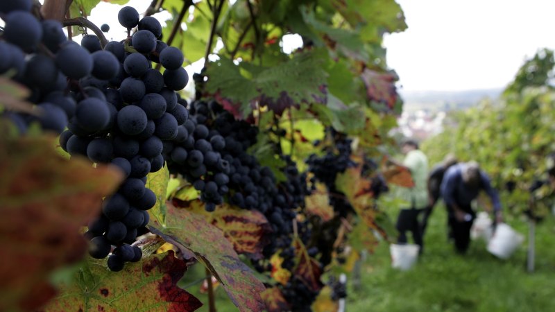Weinlese in den Weinbergen der Gemeinde Beuren, © Helge Kerler