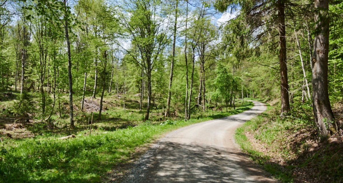 Waldweide, © Natur.Nah. Schönbuch & Heckengäu Waldweide, © Natur.Nah. Schönbuch & Heckengäu