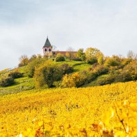 Herbstliche Weinberge am Michaelsberg in Cleebronn, gekr&ouml;nt von einer Kirche. Die Bl&auml;tter leuchten in sattem Gelb und Orange unter einem bew&ouml;lkten Himmel., &copy; Stuttgart-Marketing GmbH, Sarah Schmid