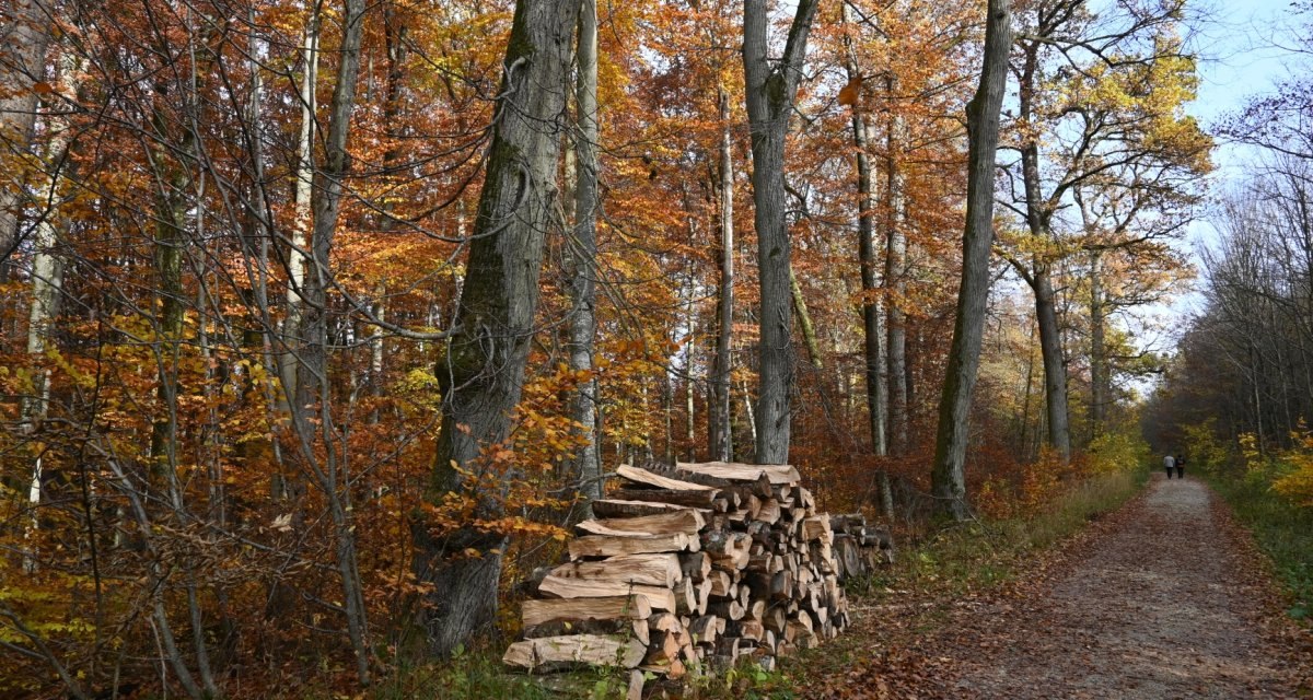 Holzstapel im Herbstwald