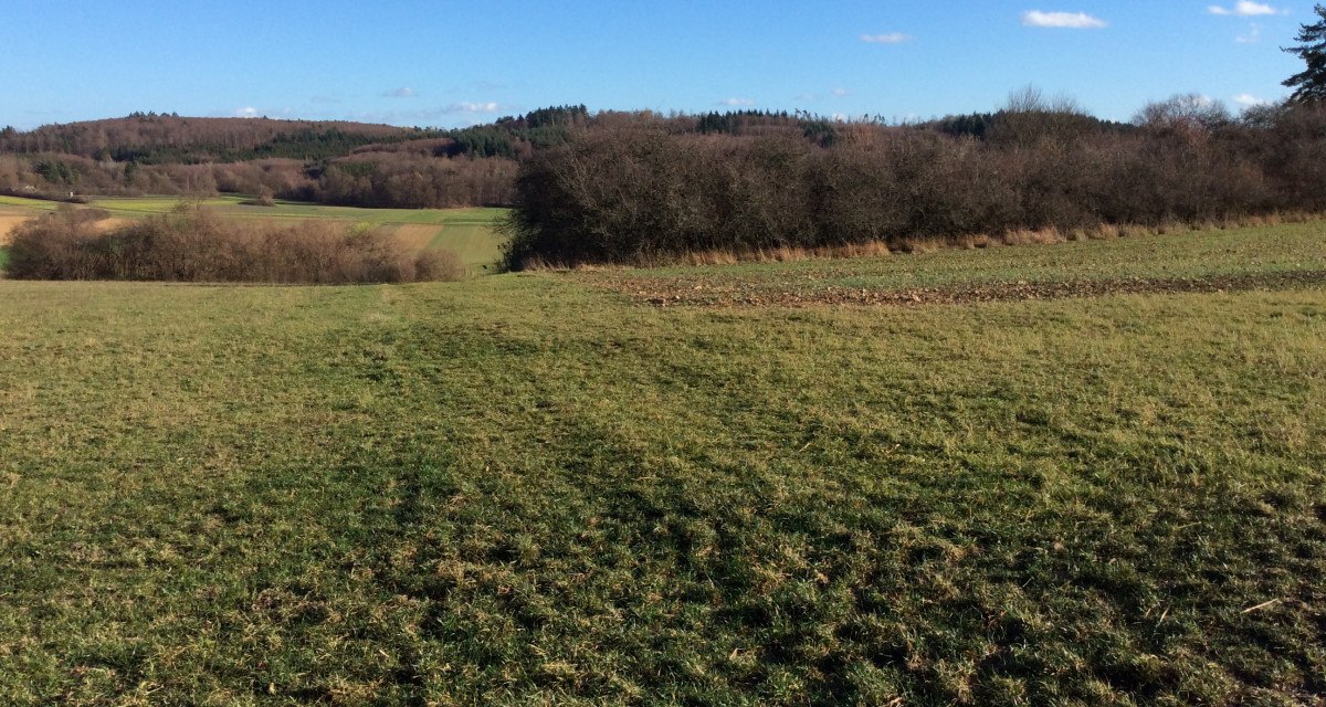 Grüne Wiesen und Büsche unter klarem, blauem Himmel im Naturschutzgebiet Dickenberg., © Natur.Nah. Schönbuch & Heckengäu