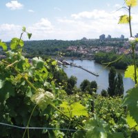 Weinreben im Vordergrund, dahinter ein Fluss mit Brücke und eine Stadtlandschaft unter blauem Himmel., © Stuttgart-Marketing GmbH