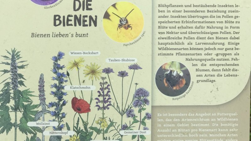 Ein Schild informiert über bienenfreundliche Pflanzen und Bestäubung. Es zeigt Illustrationen von Blumen und Bienen sowie Tipps für einen bienenfreundlichen Garten., © Natur.Nah. Schönbuch & Heckengäu Ein Schild informiert über bienenfreundliche Pflanzen und Bestäubung. Es zeigt Illustrationen von Blumen und Bienen sowie Tipps für einen bienenfreundlichen Garten., © Natur.Nah. Schönbuch & Heckengäu