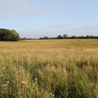 Eine weite Wiese mit hohem Gras und vereinzelten Blumen, im Hintergrund eine Baumreihe unter einem klaren blauen Himmel.