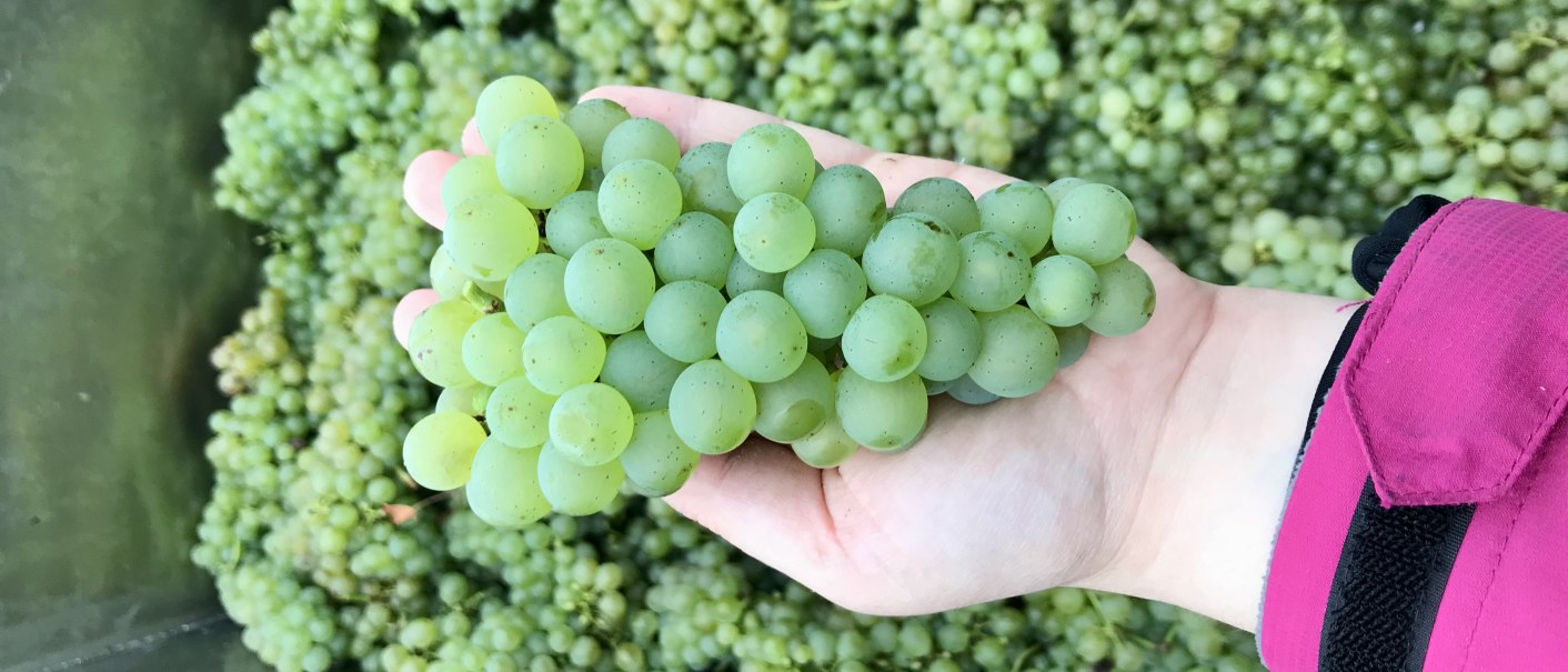 Eine Hand hält eine grüne Traube, umgeben von vielen weiteren Trauben im Hintergrund., © Weinhof Zaiß