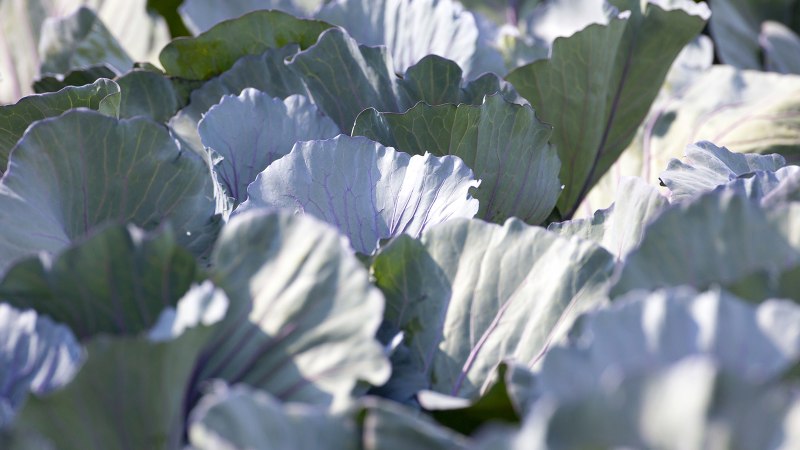 Filderspitzkraut , © SMG, Achim Mende 