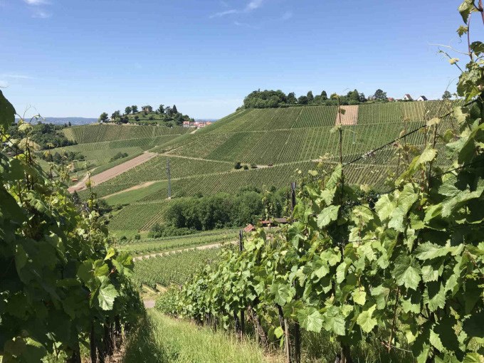 Weinberge in Stuttgart-Uhlbach unter blauem Himmel. Gr&uuml;ne Reben erstrecken sich &uuml;ber sanfte H&uuml;gel, ideal f&uuml;r eine Weinerlebnistour., &copy; Weingenuss Stuttgart