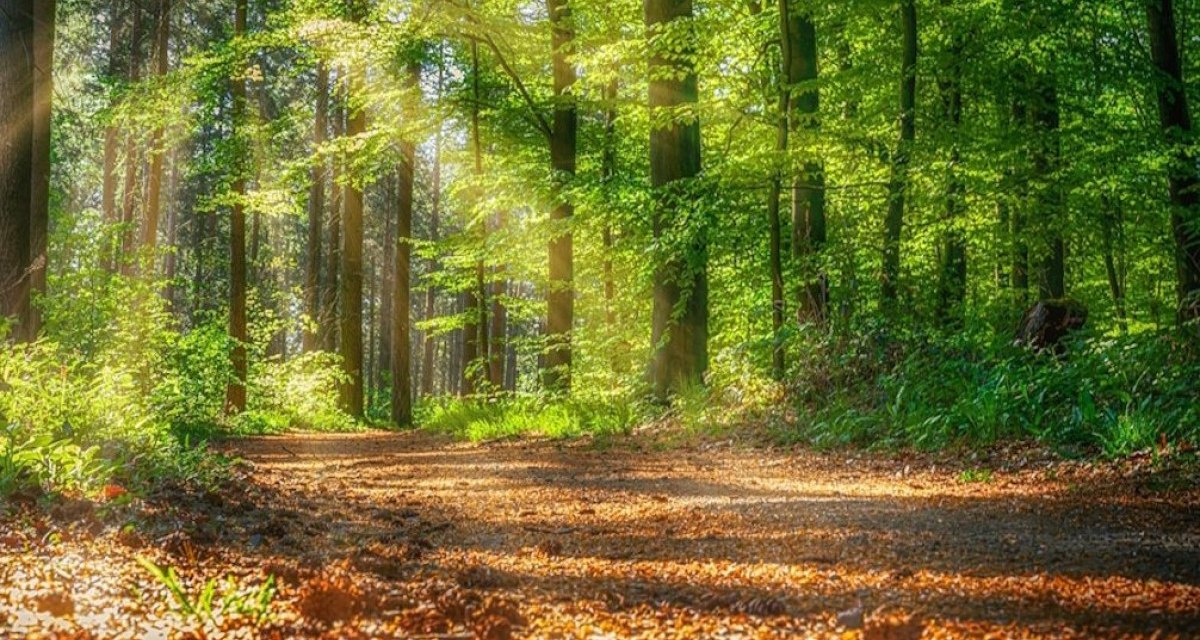 Waldbaden, © pixabay Waldbaden, © pixabay