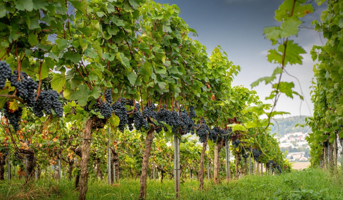 Weintrauben am kleinen Rossberg, © Remstal Tourismus e.V.