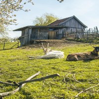Ziegen liegen auf einer grünen Wiese im Freilichtmuseum Beuren. Im Hintergrund sind ein Holzzaun und eine Hütte zu sehen., © SMG, Sarah Schmid
