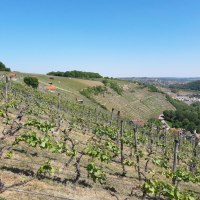 Weinberge an einem sonnigen Hang, im Hintergrund eine Stadt und Wälder unter klarem, blauem Himmel., © Land der 1000 Hügel - Kraichgau-Stromberg Weinberge an einem sonnigen Hang, im Hintergrund eine Stadt und Wälder unter klarem, blauem Himmel., © Land der 1000 Hügel - Kraichgau-Stromberg