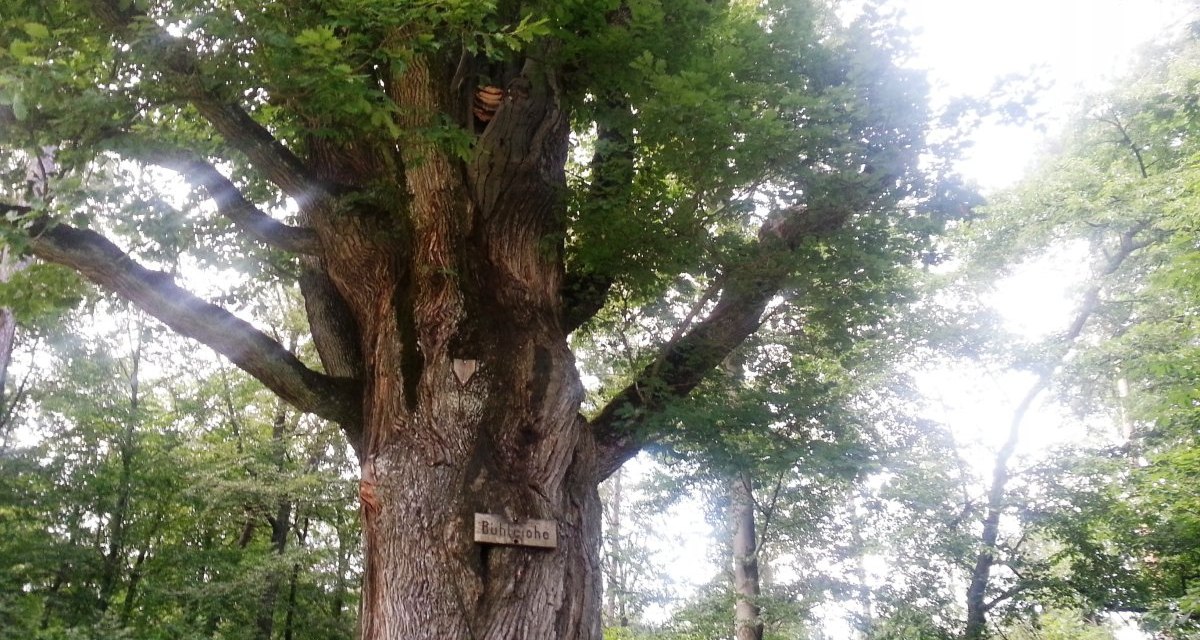 Eine große Eiche im Wald mit einem Schild, das 'Bühleiche' zeigt. Sonnenlicht scheint durch die Blätter., © Plochingen Eine große Eiche im Wald mit einem Schild, das 'Bühleiche' zeigt. Sonnenlicht scheint durch die Blätter., © Plochingen