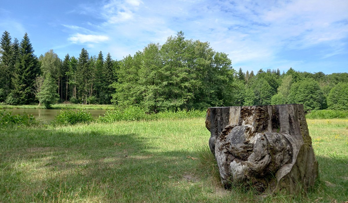 Ein Baumstumpf am Ufer des Haspelsees in Gaildorf, umgeben von grüner Wiese und dichtem Wald unter blauem Himmel. Ein Baumstumpf am Ufer des Haspelsees in Gaildorf, umgeben von grüner Wiese und dichtem Wald unter blauem Himmel.