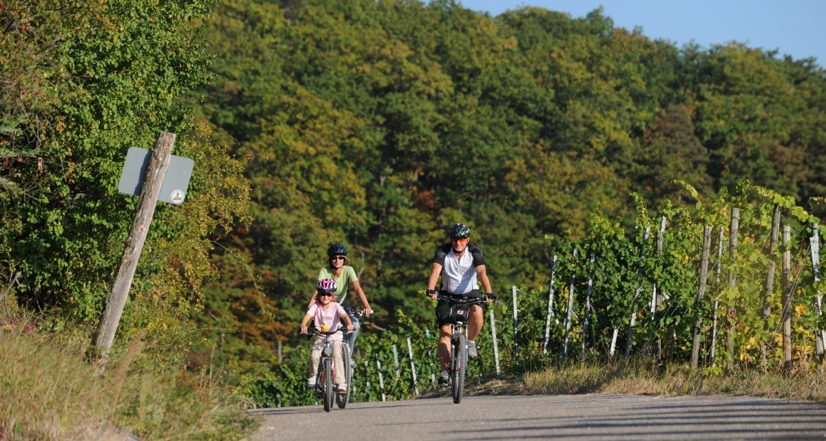 Drei Personen fahren mit Fahrrädern auf einem Weg durch eine grüne Landschaft mit Bäumen und Weinreben., © Land der 1000 Hügel - Kraichgau-Stromberg Drei Personen fahren mit Fahrrädern auf einem Weg durch eine grüne Landschaft mit Bäumen und Weinreben., © Land der 1000 Hügel - Kraichgau-Stromberg