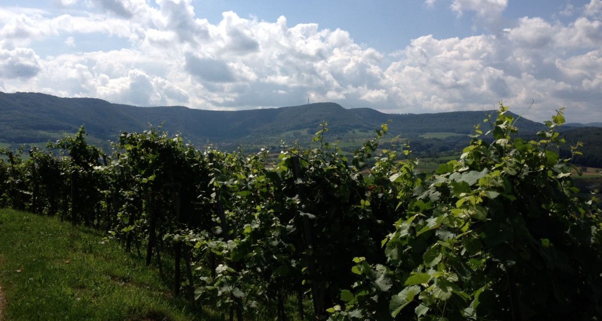 Ein Weinberg mit grünen Reben erstreckt sich vor einer hügeligen Landschaft. Der Himmel ist teils bewölkt, was dem Bild eine idyllische Atmosphäre verleiht., © Jasmin Kühnle Ein Weinberg mit grünen Reben erstreckt sich vor einer hügeligen Landschaft. Der Himmel ist teils bewölkt, was dem Bild eine idyllische Atmosphäre verleiht., © Jasmin Kühnle