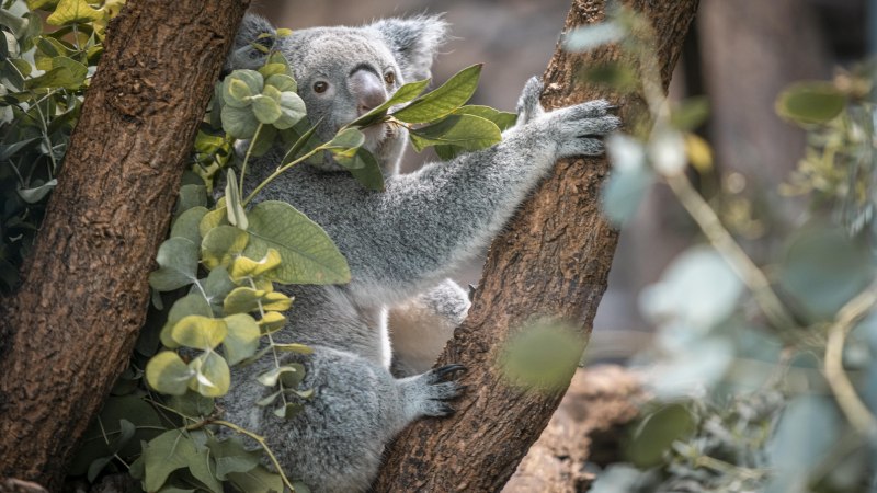 Ein Koala sitzt in einem Baum und isst Eukalyptusblätter. Der Hintergrund ist unscharf, mit vielen grünen Blättern., © Stuttgart-Marketing GmbH, Sarah Schmid Ein Koala sitzt in einem Baum und isst Eukalyptusblätter. Der Hintergrund ist unscharf, mit vielen grünen Blättern., © Stuttgart-Marketing GmbH, Sarah Schmid