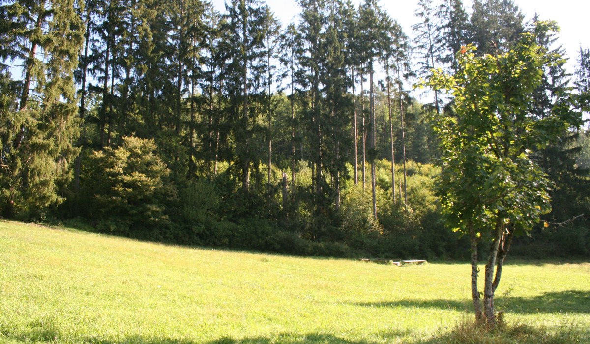 Grüne Wiese mit einem einzelnen Baum im Vordergrund, umgeben von hohen Nadelbäumen im Golderbachtal., © Natur.Nah. Schönbuch & Heckengäu Grüne Wiese mit einem einzelnen Baum im Vordergrund, umgeben von hohen Nadelbäumen im Golderbachtal., © Natur.Nah. Schönbuch & Heckengäu