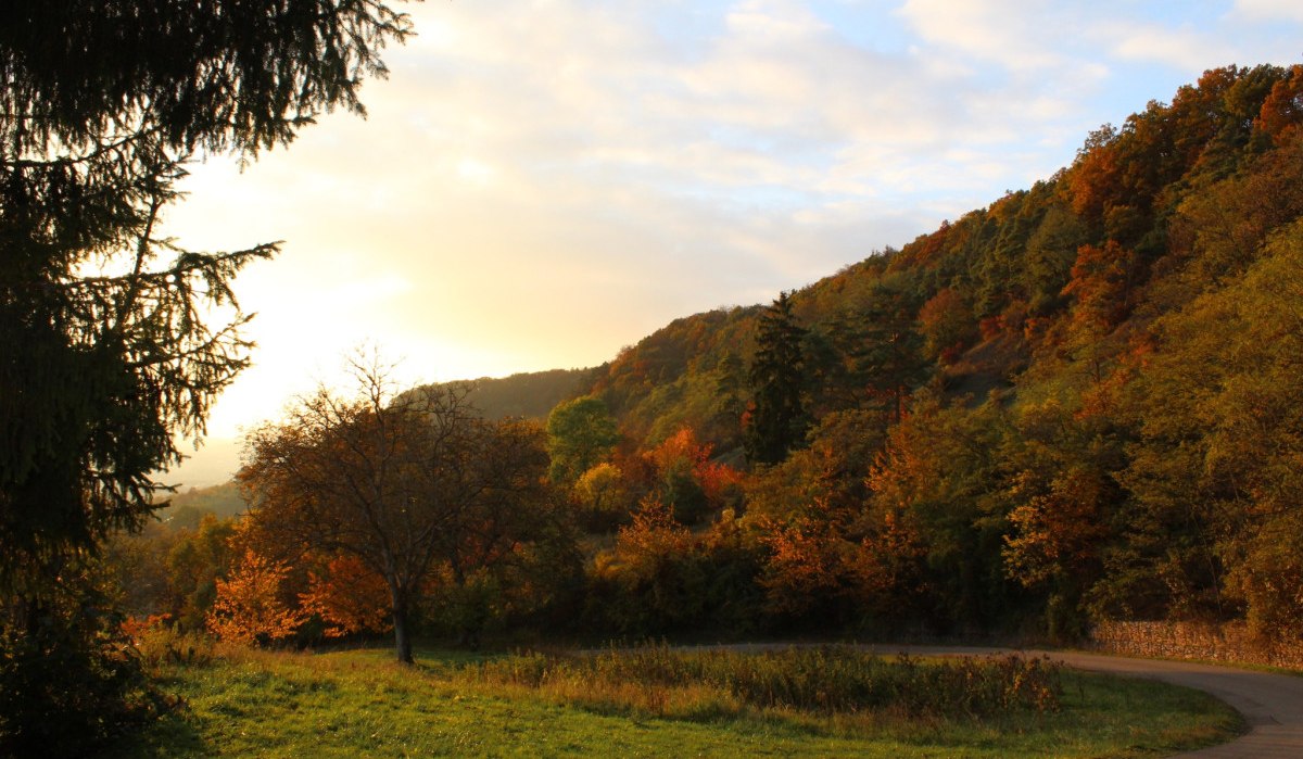 Herbstliche Landschaft mit bunten Bäumen und Hügeln im Sonnenuntergang. Ein Weg schlängelt sich durch die Szenerie, umgeben von warmen Farben., © Natur.Nah. Schönbuch & Heckengäu Herbstliche Landschaft mit bunten Bäumen und Hügeln im Sonnenuntergang. Ein Weg schlängelt sich durch die Szenerie, umgeben von warmen Farben., © Natur.Nah. Schönbuch & Heckengäu