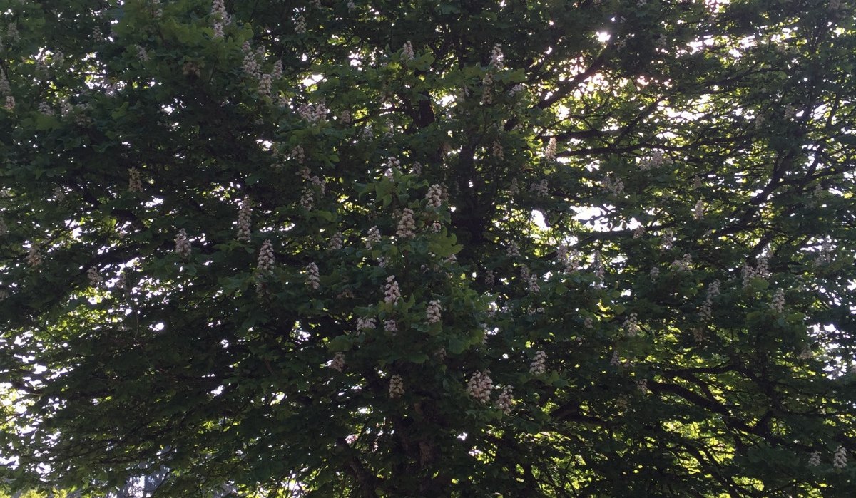 Ein großer Baum mit Blüten steht im Naturschutzgebiet. Sonnenlicht scheint durch das dichte Laub und beleuchtet die grüne Umgebung., © www.pro-cycl.de Ein großer Baum mit Blüten steht im Naturschutzgebiet. Sonnenlicht scheint durch das dichte Laub und beleuchtet die grüne Umgebung., © www.pro-cycl.de